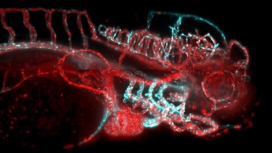 IsoView光片显微镜